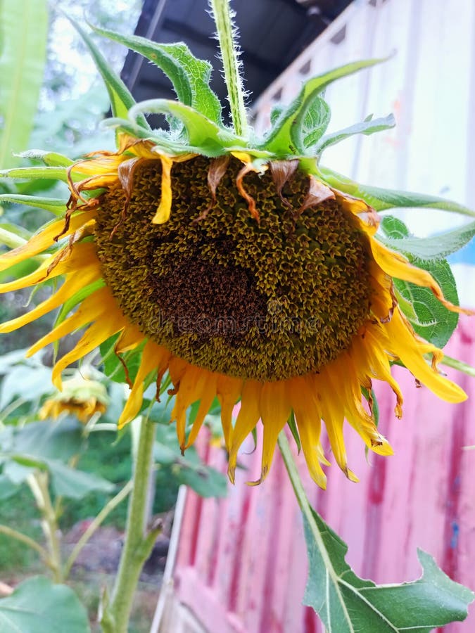 Sunflower for Bees, Plant of Life Stock Photo Image of life, bees
