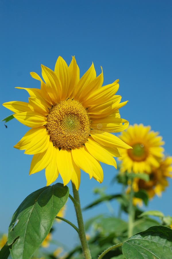 A Sunflower Faces the Rising Sun in a Field in Summer Under a Blue Sky