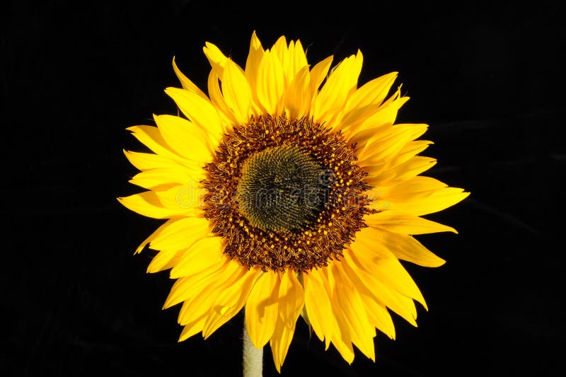 Sunflower On Black Background Stock Photo - Image of isolated, garden