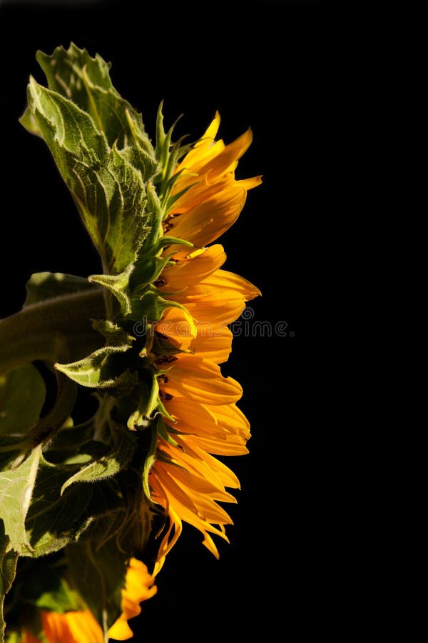 Sunflower On Black Background Stock Photo Image of background, petals 15784280
