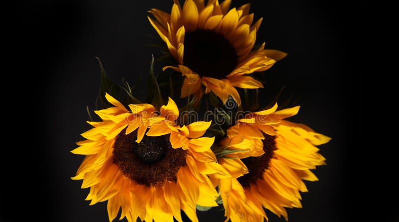 Sunflower in Bloom, Black Background Stock Image - Image of religious,  giant: 190968007