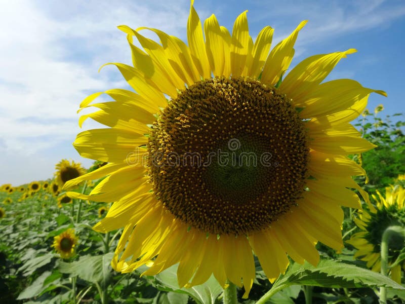 Sunflower bloom in summer stock image. Image of summer 146199429