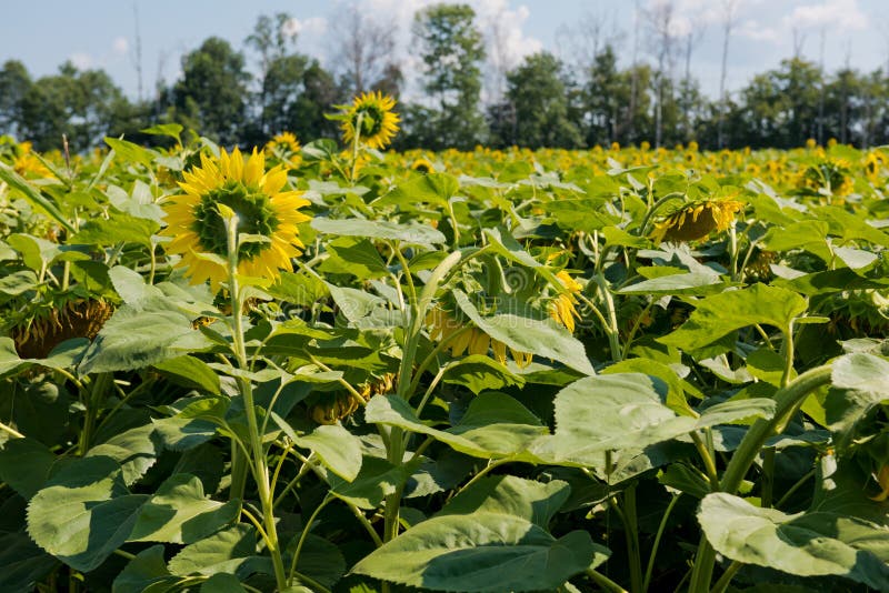 Sunflower Blooming in a Sunflower Field Stock Image Image of