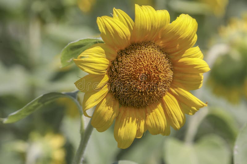 Sunflower Blooming in the Field Stock Photo Image of bloom, flower