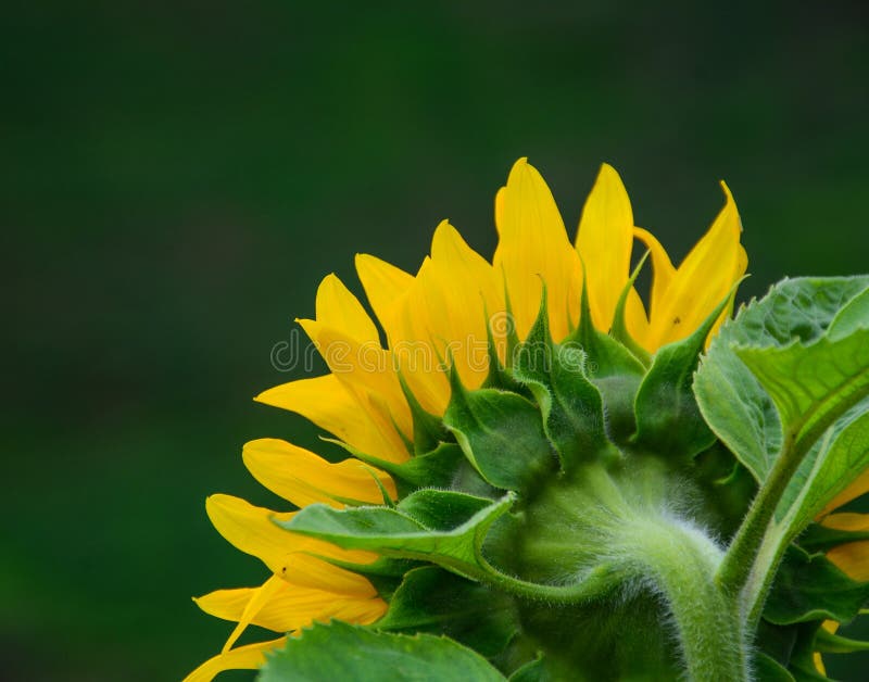 Sunflower Blooming in Spring Time Stock Image Image of green, growth