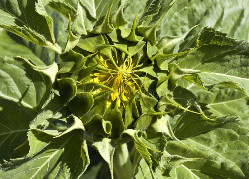 Sunflower stages stock image. Image of edible, delicious 126037247