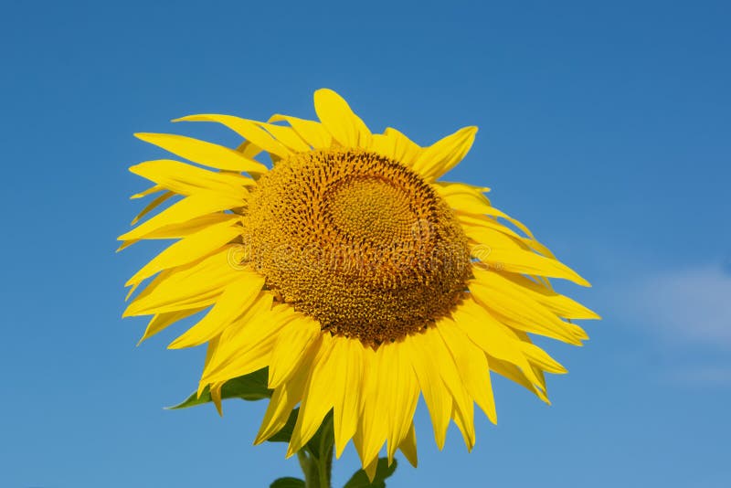 Sunflower on a Blue Background Stock Image Image of agriculture, beauty 198827407