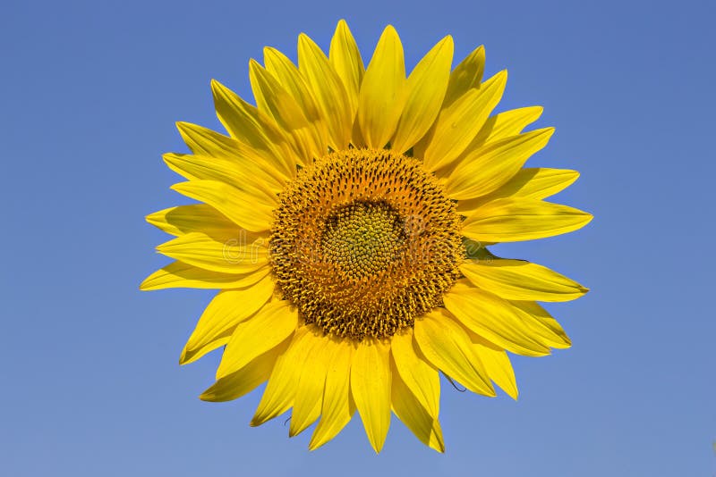 Sunflower stock image. Image of pattern, bright, peaceful - 59880611