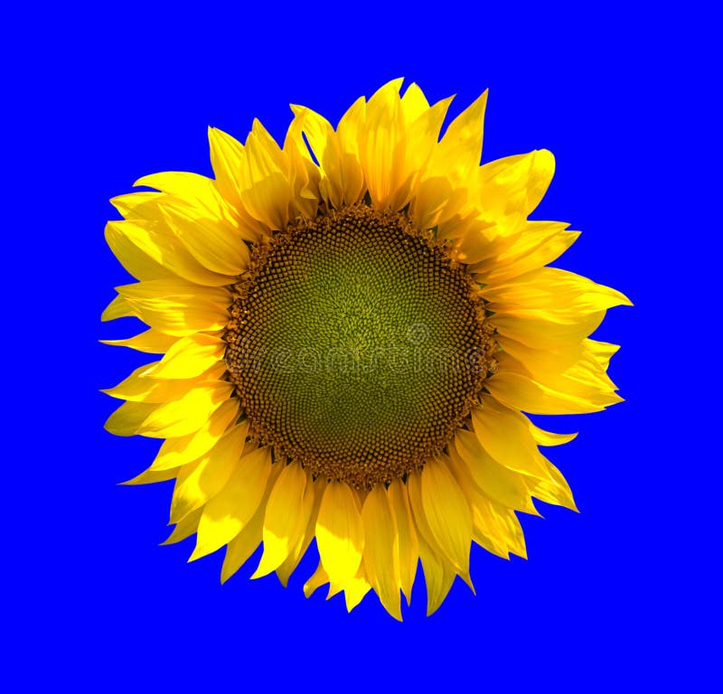 Sunflower on Blue Background Stock Image Image of head, nature 44523363