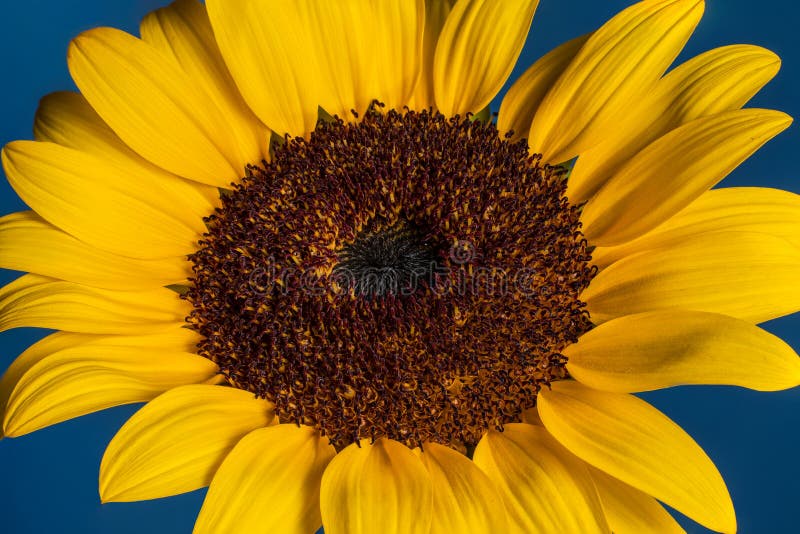 A Sunflower on a Blue Background Stock Image - Image of botany, pollen