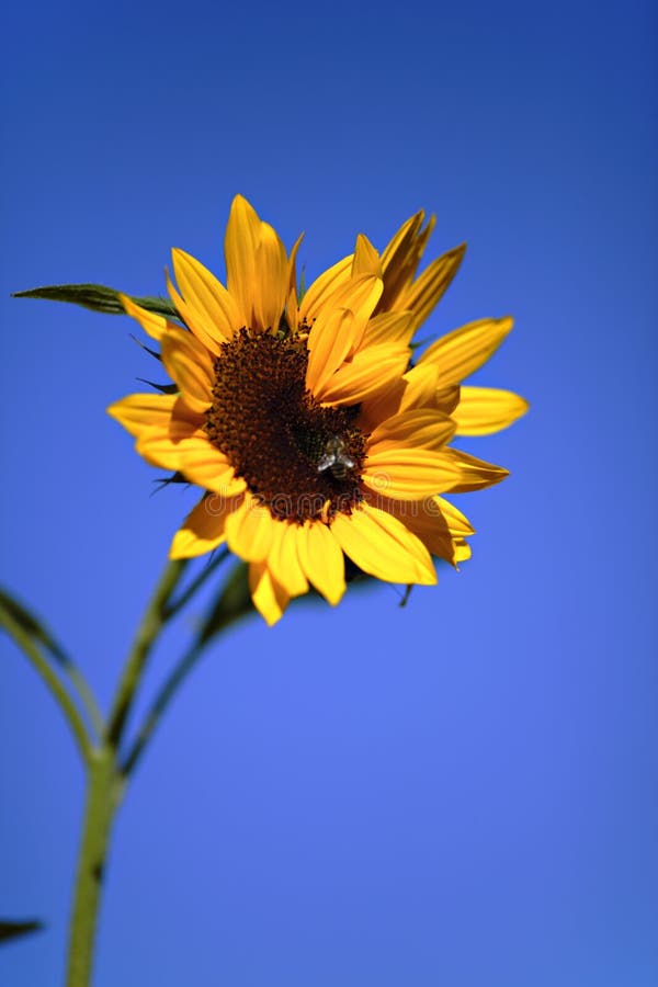 Sunflower with blue sky