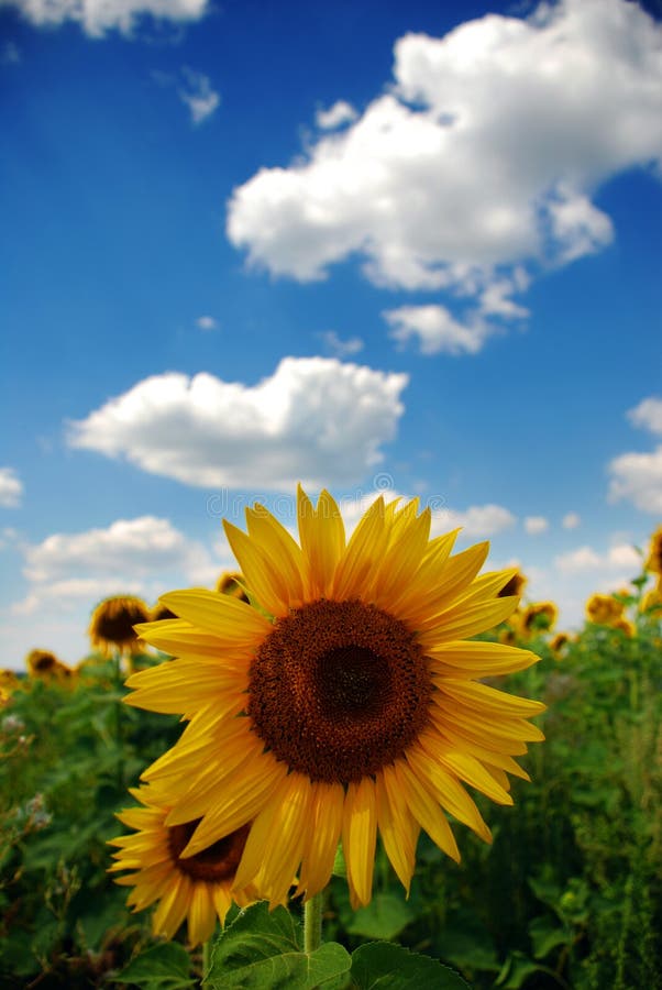 Sunflower and blue sky stock photo. Image of summer, rural 6257056