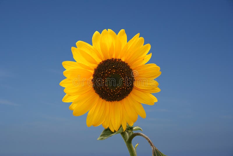 Sunflower and blue sky