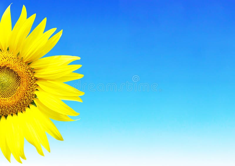 Sunflower on blue sky background and space for text