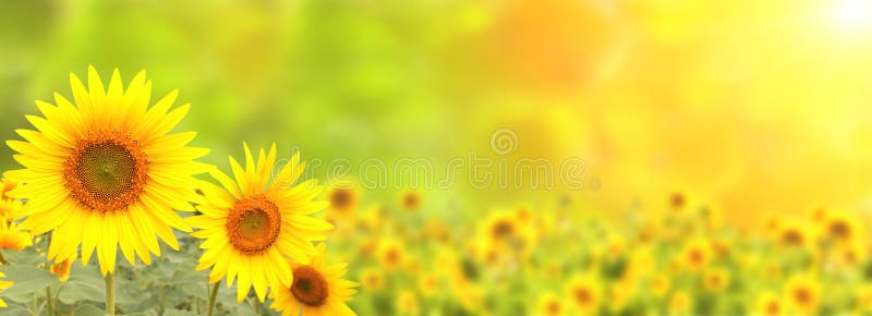 Sunflower on blurred sunny nature background. Horizontal agriculture summer banner with sunflowers field