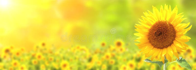 Sunflower on blurred sunny nature background. Horizontal agriculture summer banner with sunflowers field