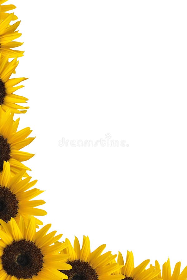 Sunflower border