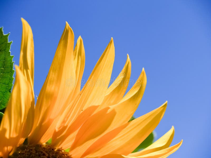 Sunflower bright yellow back-lit petals against blue sky. Sunflower bright yellow back-lit petals against blue sky