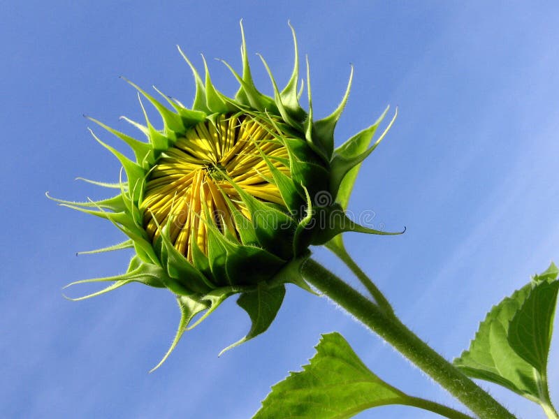 Sunflower Bud