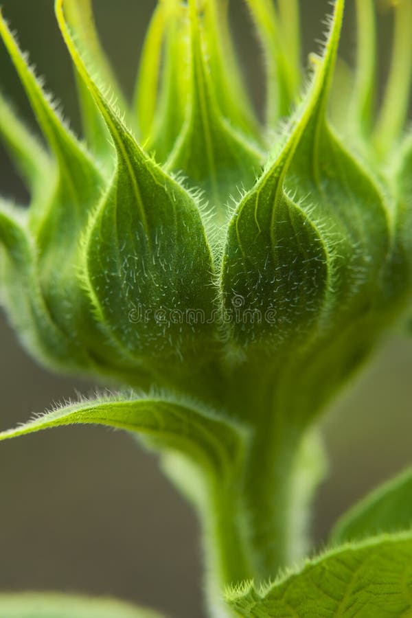 Sunflower bud