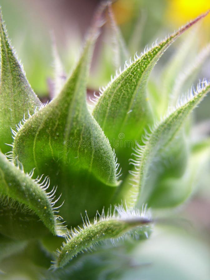 Sunflower bud