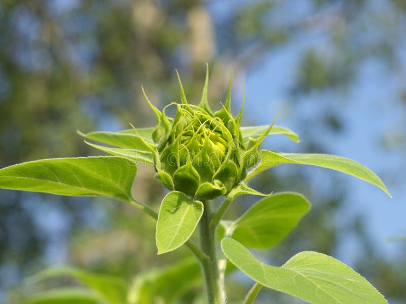 Sunflower bud