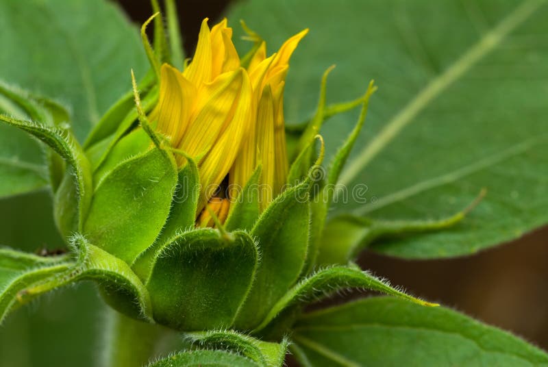 Sunflower bud