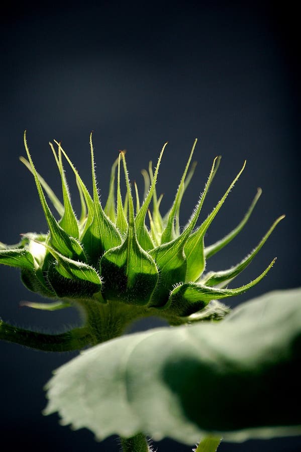 Sunflower bud