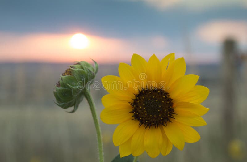 Sunflower and Bud with Fence Post and Sunrise in Background