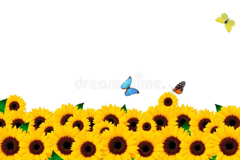 Sunflower and butterfly royalty free stock photo Sunflower and butterfly royalty free stock photo