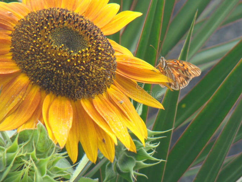 Sunflower and butterfly stock image. Image of buttherfly 238816053
