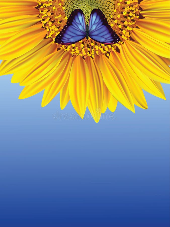 Sunflower and butterfly