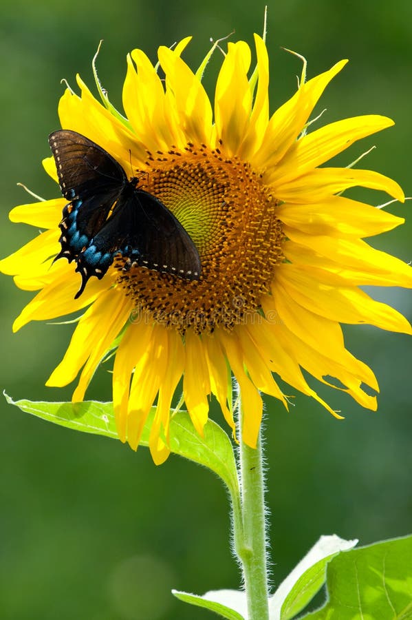 140+ Sunflower butterfly Free Stock Photos StockFreeImages