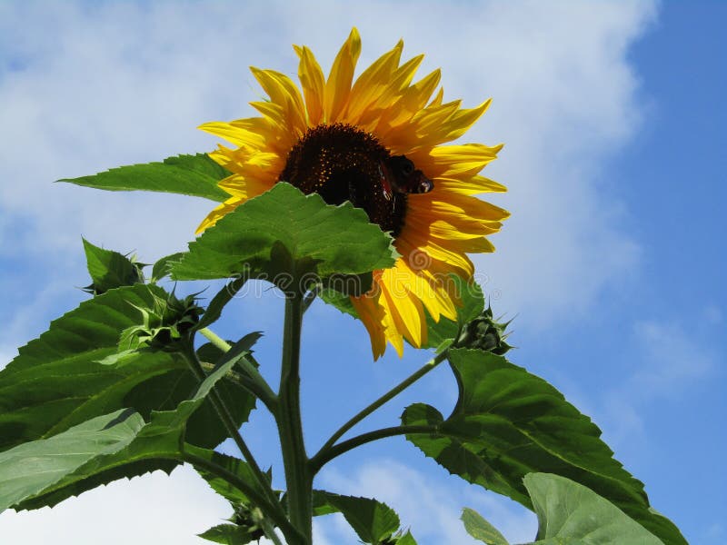 Sunflower with butterfly stock image. Image of closeup 77470411