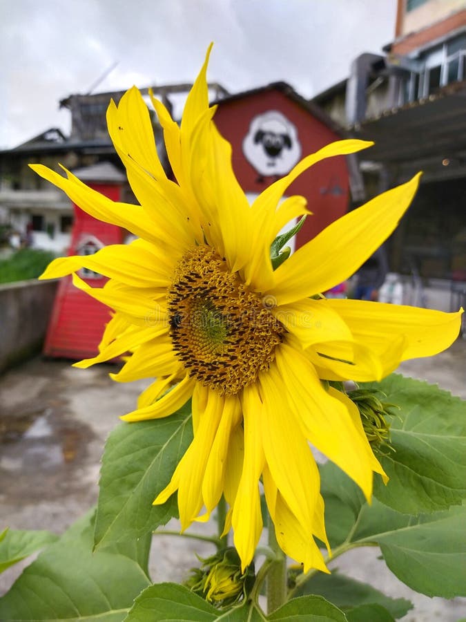 Sunflower in Cameron Highland Stock Photo Image of plant, cameron