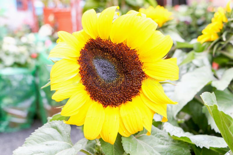 Sunflower in Cameron Highland, Malaysia Stock Image Image of outdoor