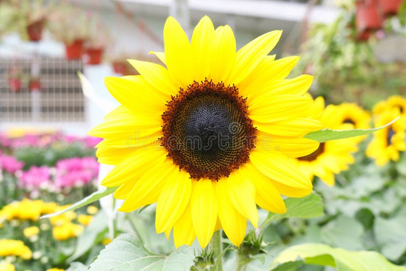 Sunflower in Cameron Highland, Malaysia Stock Photo Image of country
