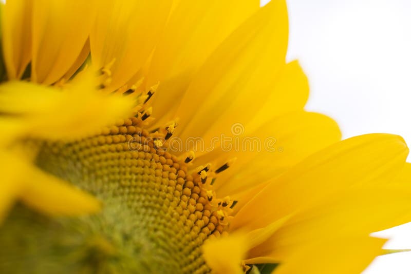 Sunflower close-up