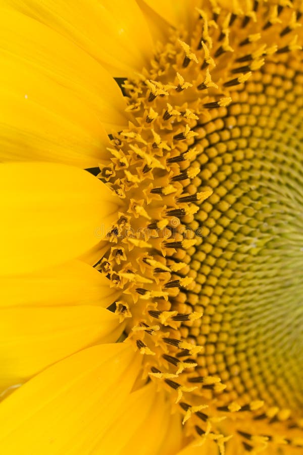 Sunflower close-up