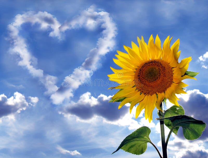 Sunflower and cloud heart stock image. Image of vivid 8666417