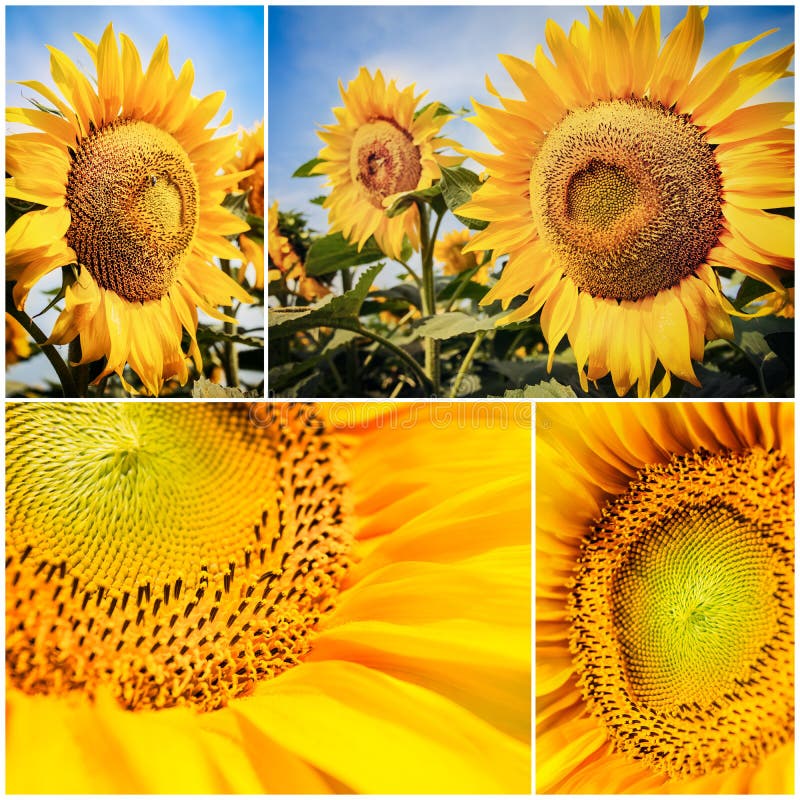 Sunflower collage stock image. Image of garden, sunflowers 32673291