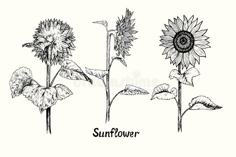 Featured image of post Outline Sunflower Plant Drawing / Download this free picture about outline sunflower coloring plant from pixabay&#039;s vast library of public domain images and videos.