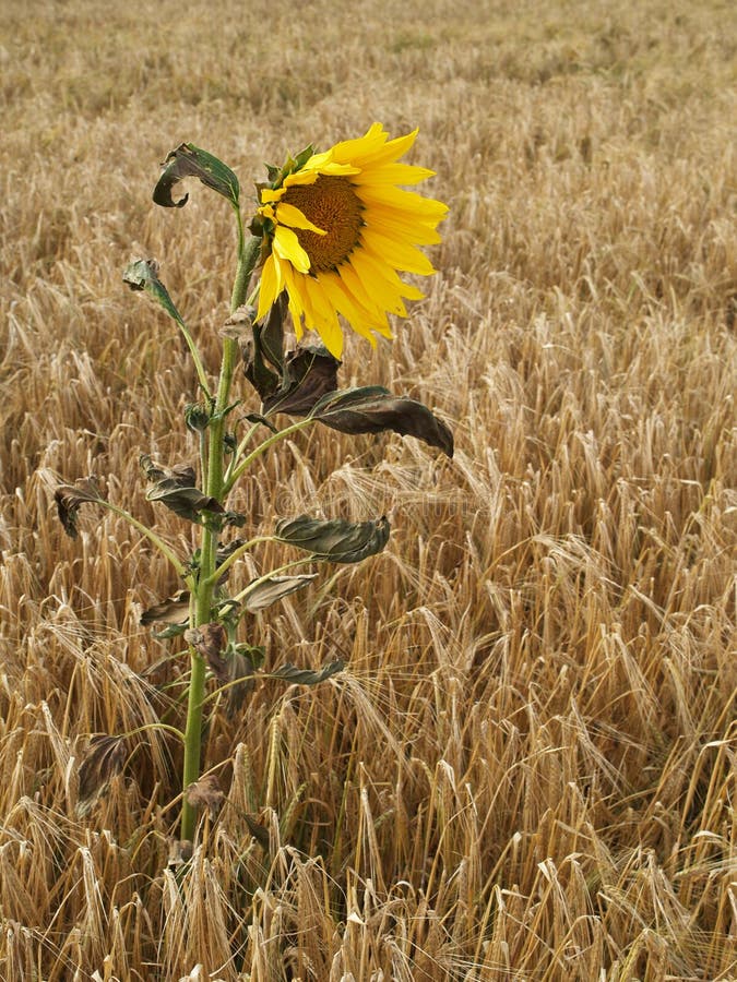 Sunflower in corn stock image. Image of flower, stem 10953915