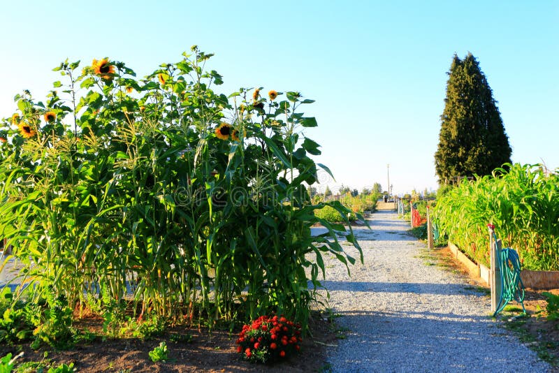 Sunflower and Corn Grows in the Garden. Sunset Stock Image Image of