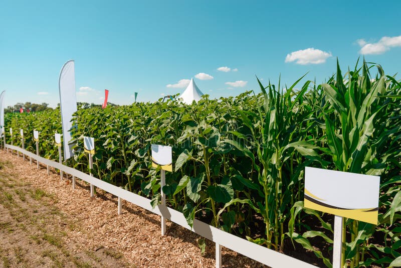 Sunflower and corn plantation stock image Sunflower and corn plantation stock image