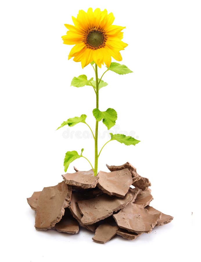 Sunflower in cracked soil stock image. Image of seed 32921469