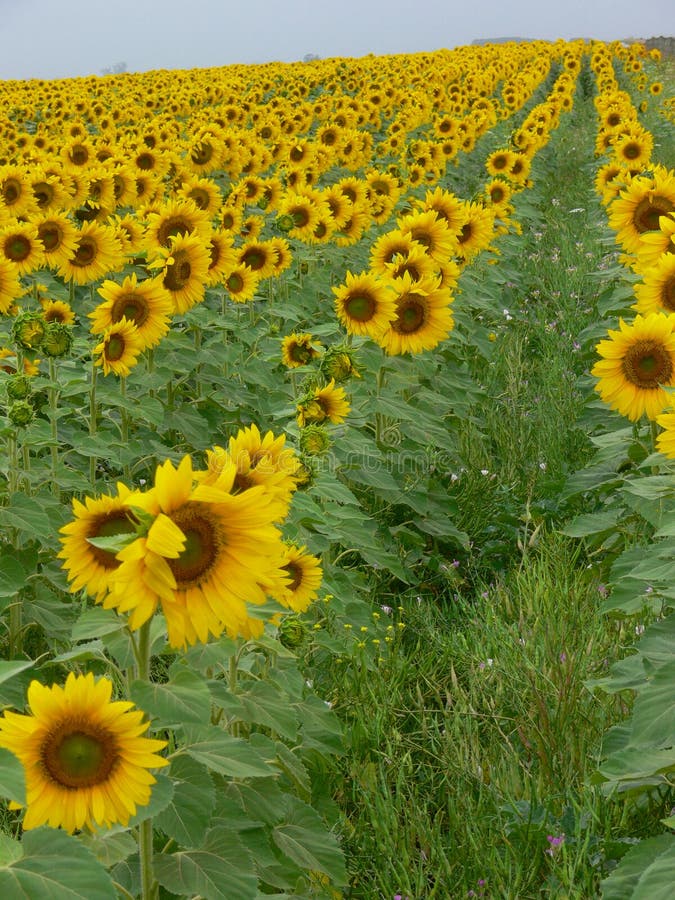 Sunflower crop stock photo. Image of crop, yellow, flower 2232702