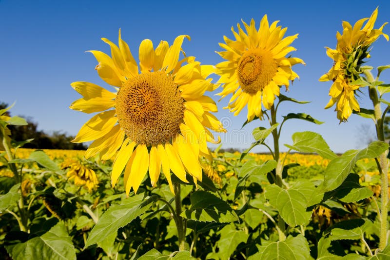 Sunflower Crop in Field stock photo. Image of petals, beauty 7648494