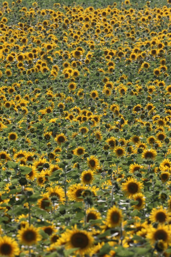 Sunflower crop stock image. Image of yellow, field, crop 33505279