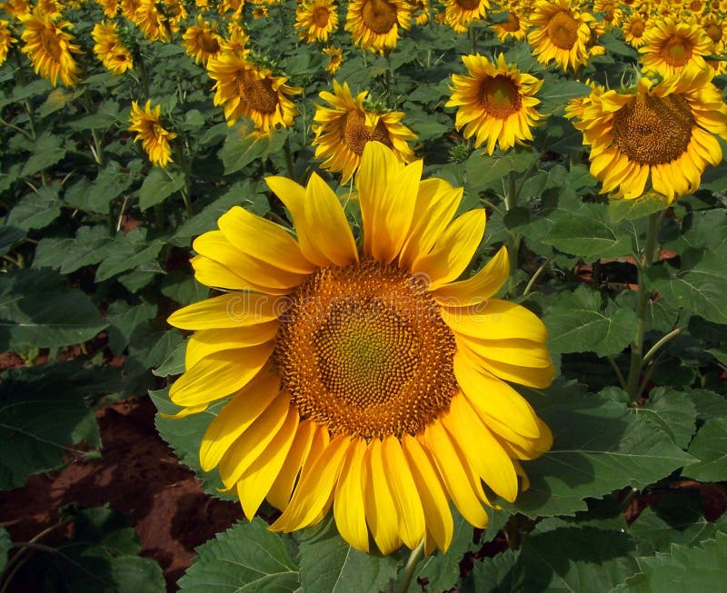 Sunflower Crop in West Texas Stock Image Image of seed, farm 194739
